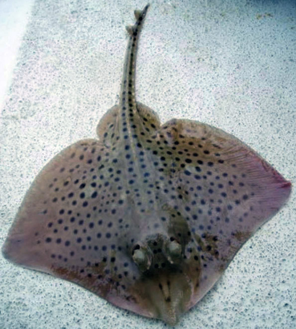 Raja montagui004.jpg